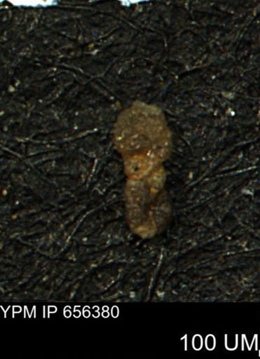 Ammobaculites subcretaceus
