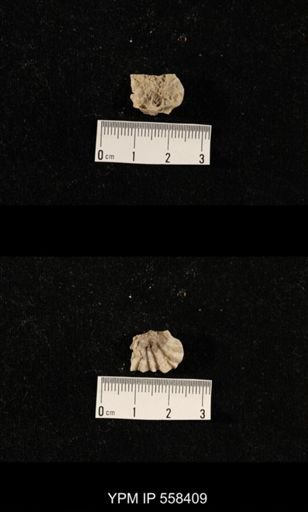 undet. Aulostegoidea