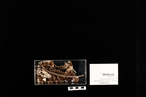 Varanus dumerilii