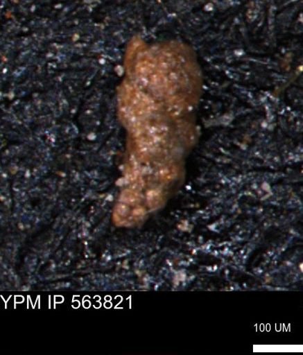 Verneuilinoides kansasensis
