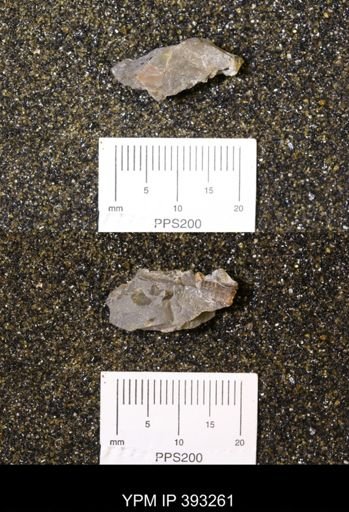 Baculites sp.