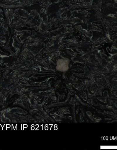 undet. Foraminiferida