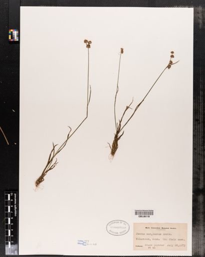 Juncus marginatus