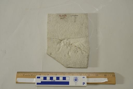 Stenophlebia amphitrite