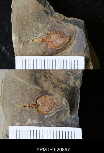Phyllocystis?