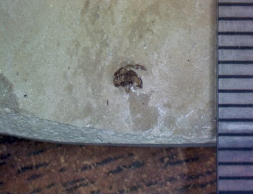 undet. Coleoptera