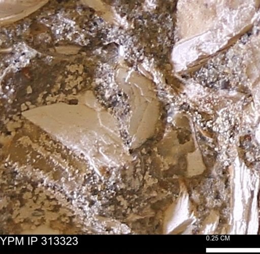 Corbicula sp.