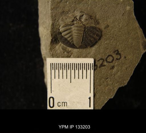 Phacops rana