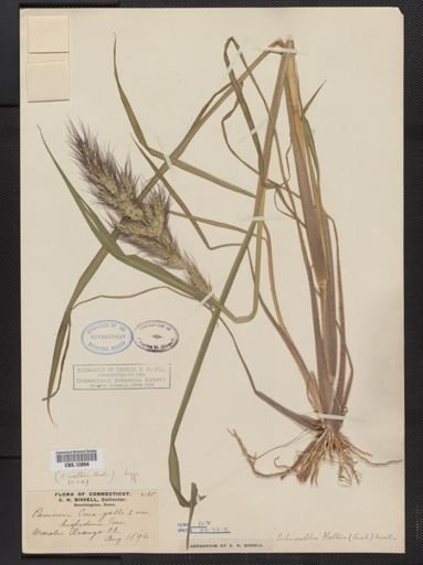 Echinochloa walteri