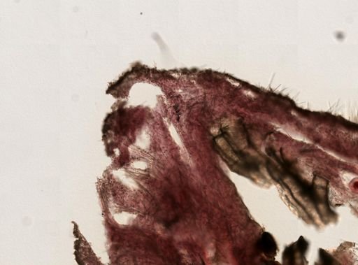 Spirastrella