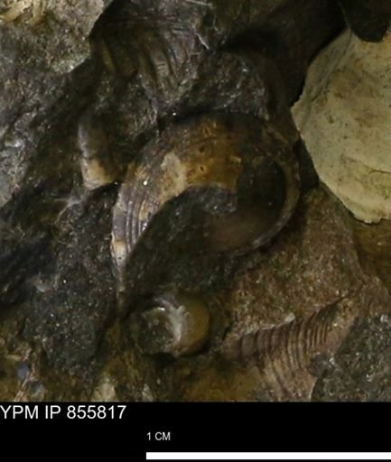 Drepanochilus sp.