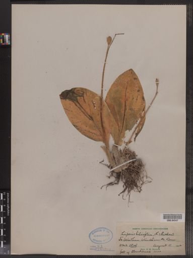 Liparis liliifolia