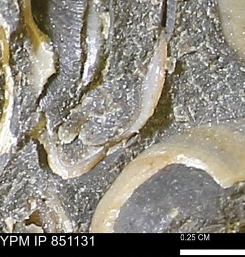 Limopsis striatopunctatus