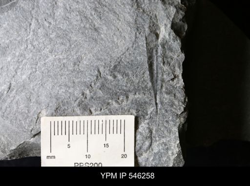 undet. Eurypterida