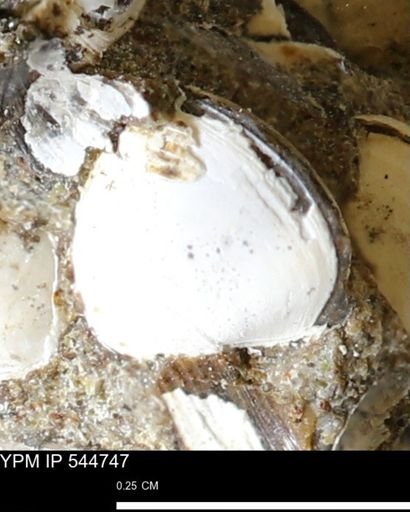 Corbulamella gregaria