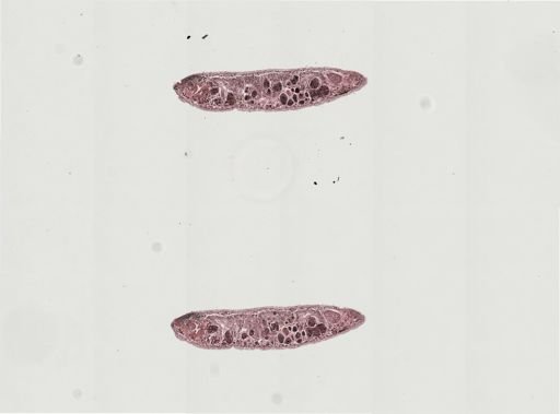 Plagiostomum morgani