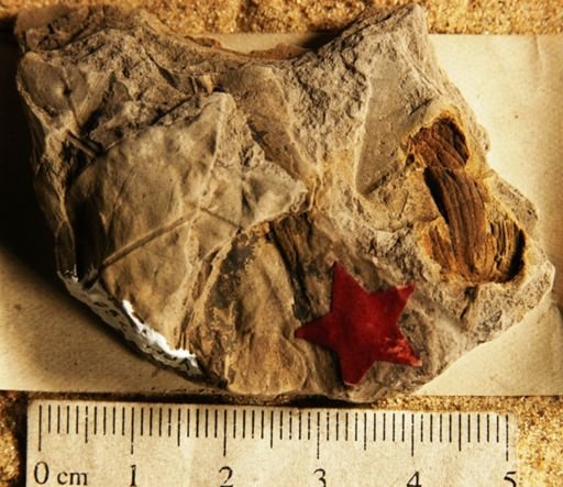 Carpolithus dubius