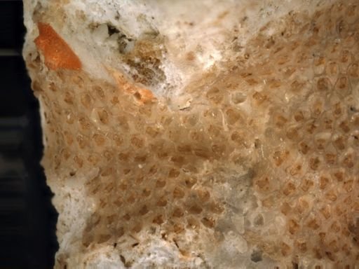 Antropora nr. granulifera