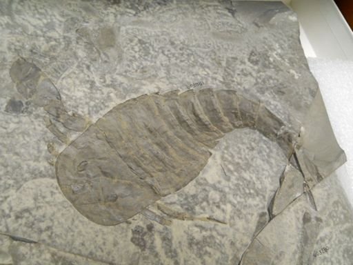 Eurypterus dekayi