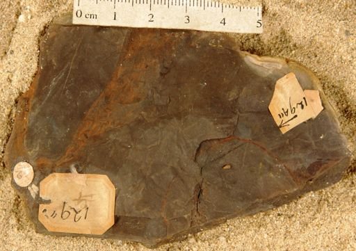Liriodendropsis constricta