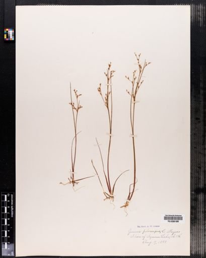 Juncus pelocarpus