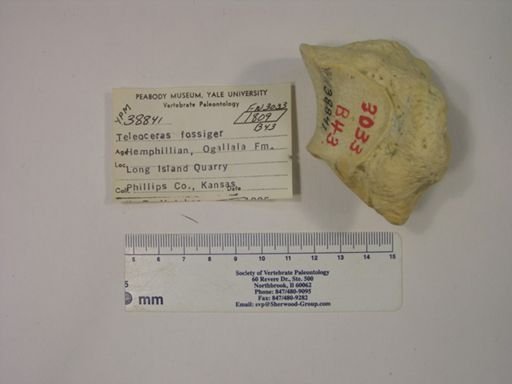 Teleoceras fossiger
