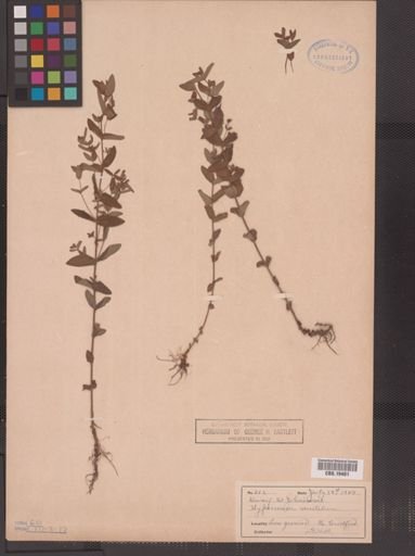 Hypericum mutilum