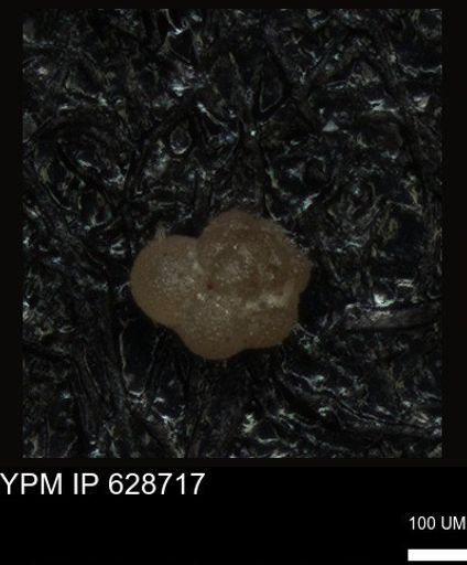 undet. Foraminiferida