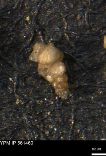 Verneuilinoides hectori