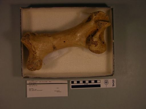 Dinornis sp.