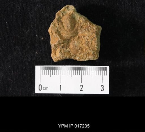 Crepicephalus iowensis