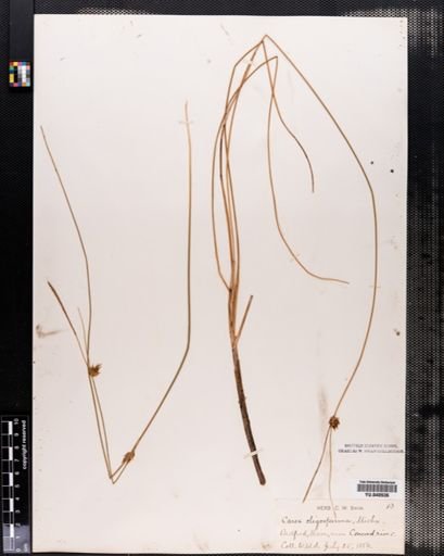 Carex oligosperma