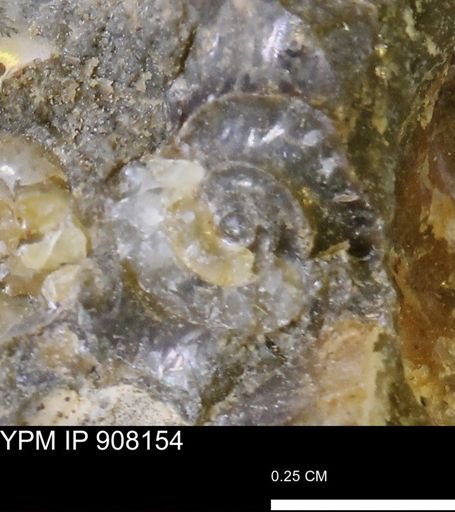 undet. Scaphitidae
