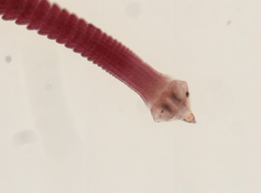 Dipylidium caninum