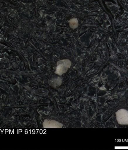 undet. Foraminiferida
