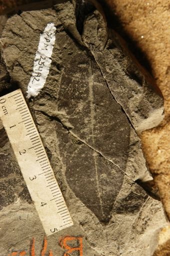 Hufelandia portoricensis