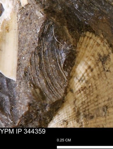Limopsis striatopunctatus