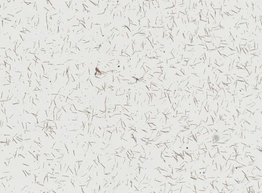 Callyspongia cf. ridleyi
