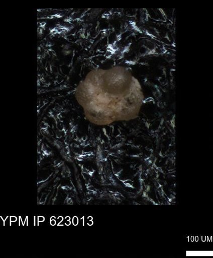 undet. Foraminiferida