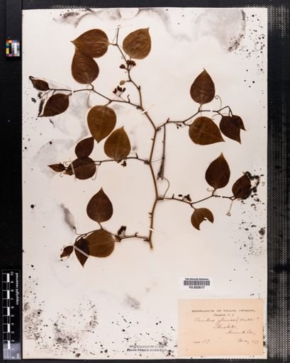 Smilax rotundifolia