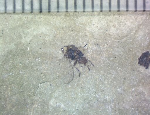undet. Hexapoda