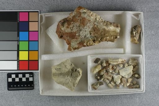 Hyaenodon horridus