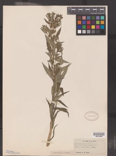 Lithospermum officinale