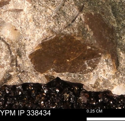 undet. Mollusca