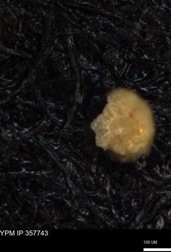 undet. Foraminiferida