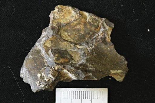 Pseudoptera sp.