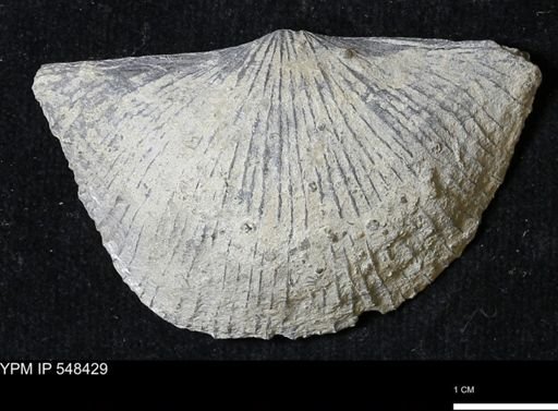 Stropheodonta kemperi