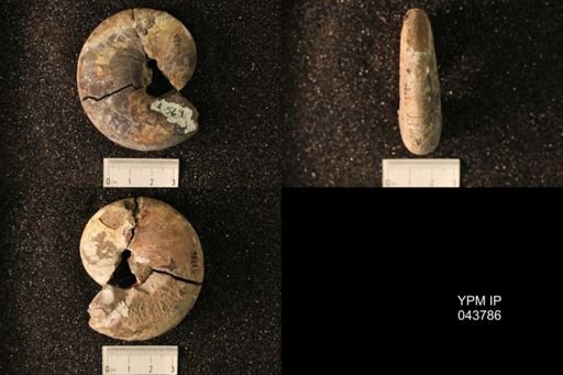 Hoploscaphites nicolletii