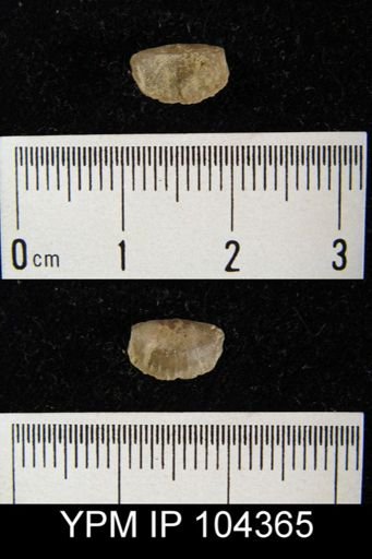 Plectambonites glaber