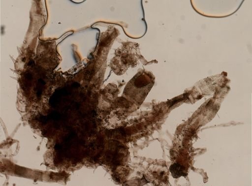 Flustrellidra spinifera